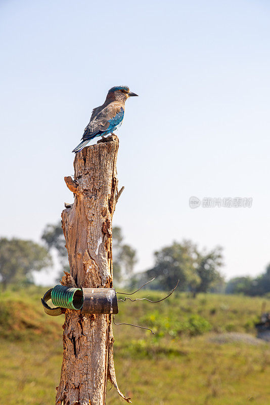 Indian roller (Coracias benghalensis) sitting on a fence post